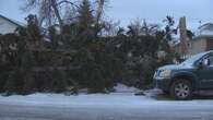 High winds down trees in Calgary and area