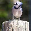 How does wildfire smoke affect birds? This researcher is looking to find out