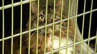 Pets ‘not a Christmas gift’ say animal shelters dealing with post-holiday returns