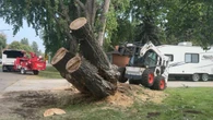Crews take down Sask.'s widest tree in Saskatoon's Montgomery Place neighbourhood