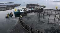 Cooke Aquaculture USA is sued over salmon-farming practices in Maine