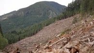 Clearcutting tied to 18-fold increase in flood risk: UBC study