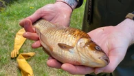 From cast-off pets to a pond catastrophe: P.E.I. naturalists dealing with goldfish sightings