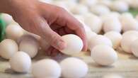 Eggs in Alberta, B.C., Ont., Man., Sask., recalled over salmonella concerns