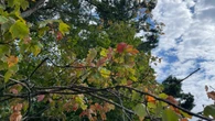 Trees showing their fall colours early after a hot, dry summer