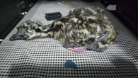Emu born with 4 legs on Nanaimo, B.C., farm