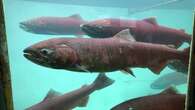 2024 Yukon River Chinook salmon run better than previous years, still not enough to meet rebuilding goal