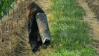 Bear wandering around with pipe stuck on head rescued by conservation officers