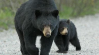 Fredericton resident shocked as two bears land on her second-storey deck