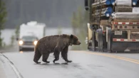 Mountain roads and coal mines cut grizzly bears off from habitat, study finds