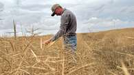 Sask. farmers react to 'devastating news' of China targeting Canadian canola with trade investigation