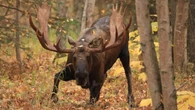 $15 K in fines for two moose hunt violations in northwestern Ontario
