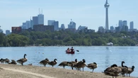 Less bird poop means cleaner beaches. But are Toronto's efforts to drive away waterfowl hurting their habitat?
