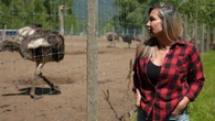 B.C. ostrich farm loses appeal to save birds from cull in case that attracted White House attention