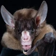 The world's largest carnivorous bat is a hugger