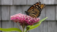 Monarchs, milkweed and marvellous views: Enjoy these photos from around New Brunswick