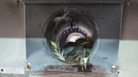 Check your vents! St. John's woman shares cautionary tale after finding feathered roommates
