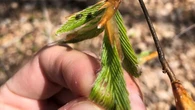 Leaf-mining weevil killing P.E.I. beech trees