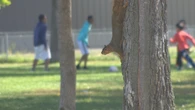 Some Regina social media users going nutty over squirrels and their rogue walnut caches