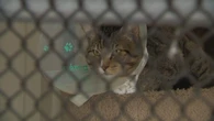Furor as Langley Animal Protection Society's contract terminated by township