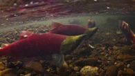 Commercial fishermen criticize sockeye salmon allocations in B.C. amid bountiful harvest