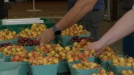 After years of losses, fruit growers in the Okanagan celebrate bountiful harvest