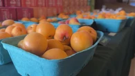 Peach farmers in B.C.'s Okanagan optimistic for 2025 after years of climate disaster