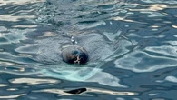 10-metre member of 'mysterious' shark species spotted off P.E.I.'s North Shore