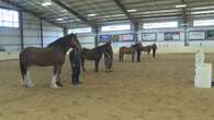 What does a firefighter need to know about horses? These first responders found out