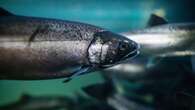 Amid big-box stores and industrial zones, salmon are returning to Metro Vancouver streams