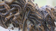 'They're really harmless': Tent caterpillar population explodes in northeastern Ontario