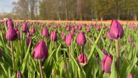 'Giant rainbow:' One million tulips are blooming at this Ontario farm
