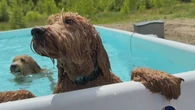 Hants County has a pool just for dogs