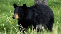 Caution advised as hungry bears look for buffaloberries in Bow Valley