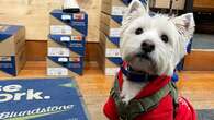 Good dog! These Saskatoon businesses say opening up shops for pets is a treat