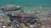 Slims River diversion could be prompting Kluane chum salmon decline, study suggests
