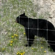 Fatal black bear attacks are extremely rare despite recent killings in Saskatchewan, experts say