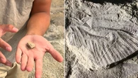 How researchers discovered Canada’s 1st dinosaur-era dragonfly fossil