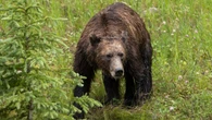 Grizzly bear trapped, killed after trying to break into central Alberta chicken coop