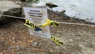 Dead fish were found in a west-end Toronto pond. Authorities are trying to find out why