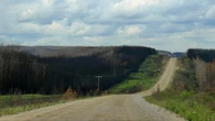 Over 70,000 new trees have been planted in Narrow Hills Provincial Park since fire tore through area