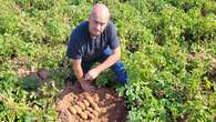 Island potato growers worried about lack of rain in August 