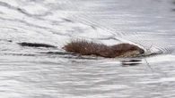 Muskrat considered 'species at risk’ in N.W.T. after ‘persistent drought’