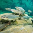 Fish feud: Atlantic salmon farmers, conservationists clash over promised federal funding