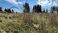 Eastern Ontario conservation authority aims to grow more grasslands