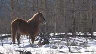 Wild stallion illegally shot and killed in Yukon's Ibex Valley, local society believes