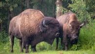 How Elk Island National Park is dealing with an influx of visitors this summer