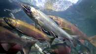 Salmon populations in decline across B.C. and the Yukon: report