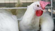 Alberta mulls roll out of H5N1 avian flu vaccine while Ottawa stockpiles doses for provinces