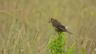 A later hay harvest is helping one of P.E.I.’s threatened birds survive